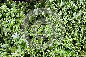 Heads of leafy lettuce at farmers market