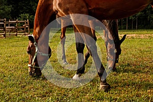 heads and legs of a grazing mare and foal