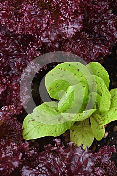 Heads of Lettuce Growing in the Vegetable Garden