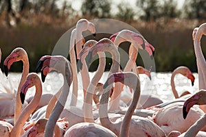 Heads, necks and beaks of flamingos photo