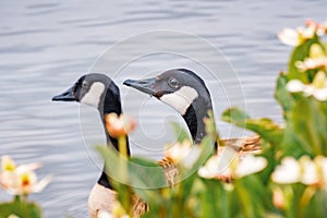 The heads of a pair of Canada geese Branta canadensis visible behind flowers blooming on the shoreline of a lake, Mountain View