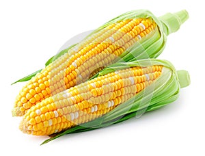 Heads of raw corn white background