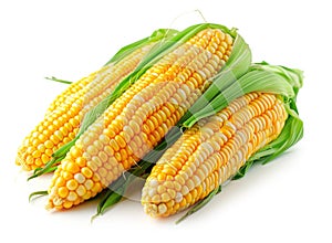 Heads of raw corn white background