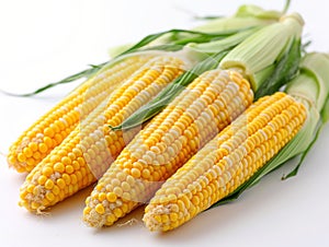 Heads of raw corn white background