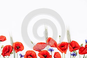 Heads of red poppies, rye and cornflowers on white background to