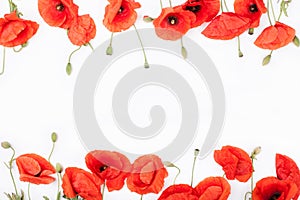 Heads of red poppies on white background top view