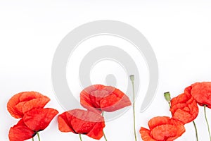 Heads of red weeds on white background