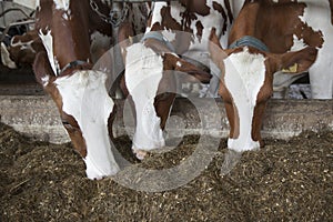 heads of three red brown cows feeding on prepared grass in stable