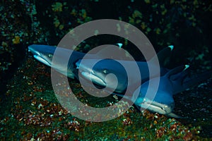 Heads of three reef white tip sharks in the corals