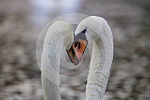 Heads Together - Swan Teamwork