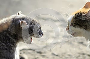 heads of two aggressive cats facing each other, hiss at each other photo