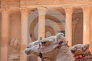 Heads of two camels with the Treasury in the background