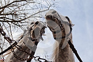 Two carriage horses