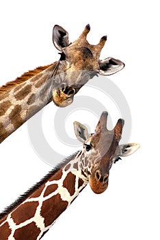 Heads of two giraffes against a pristine white background