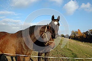 The heads of two horses.