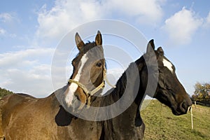 The heads of two horses.