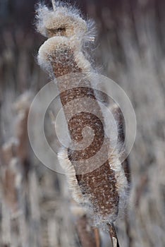 Heads of Typha disintegrate into a cottony fluff from which the seeds disperse by wind