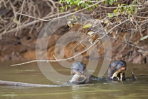 Heads Up: Two Wild Giant Otters Eating and Spy-Hopping Fish in River