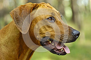 Headshoot of a rhodesian ridgeback dog