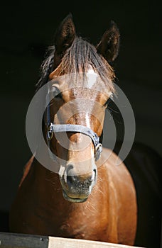 Headshot of a beautiful brown horse