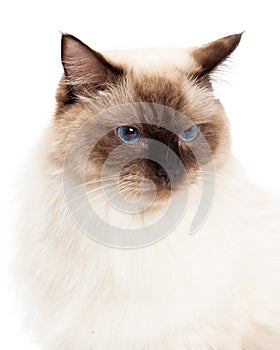 Headshot of Beautiful Ragdoll Cat