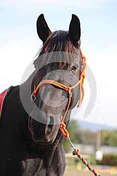 Headshot of a beautiful stallion. Adult morgan horse standing in summer corral near feeding station and other horses