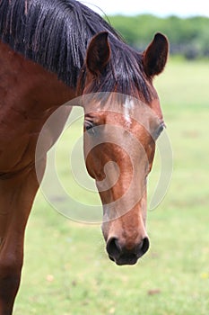 Headshot of a beautiful stallion. Adult morgan horse standing in summer corral near feeding station and other horses