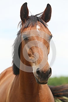 Headshot of a beautiful stallion. Adult morgan horse standing in summer corral near feeding station and other horses