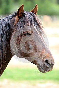 Headshot of a beautiful stallion. Adult morgan horse standing in summer corral near feeding station and other horses