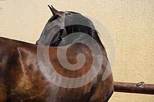 Headshot of a beautiful stallion. Adult morgan horse standing in summer corral near feeding station and other horses