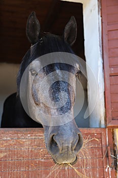 Headshot of a beautiful stallion. Adult morgan horse standing in summer corral near feeding station and other horses