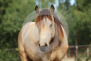 Headshot of a beautiful stallion. Adult morgan horse standing in summer corral near feeding station and other horses