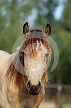 Headshot of a beautiful stallion. Adult morgan horse standing in summer corral near feeding station and other horses