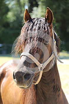 Close-up portrait of a young morgan breed stallion portrait in the paddock on a clear sunny day