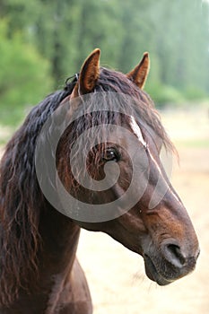 Da bellissimo stallone. un adulto un cavallo piedi estate recinto per il bestiame più vicino alimentazione stazione un prossimo cavalli 