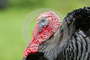A headshot of a beautiful turkey Meleagris gallopavo .