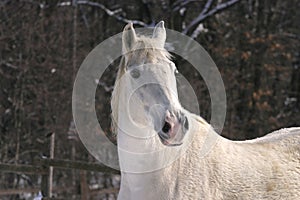 Headshot of a beautiful white horse