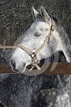 Headshot of a beautiful white horse