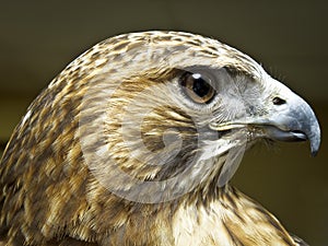 Headshot of a Bird of Prey