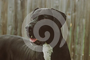 Headshot of a black Great Dane female dog with an open mouth looking aside