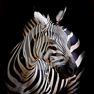 A Headshot of a Burchell's Zebra