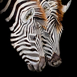 A Headshot of a Burchell's Zebra