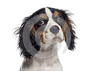Headshot of a Cavalier King Charles Spaniel puppy (19 weeks old)