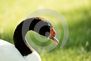 headshot close up of a black neck swan searching for food on a green grass meadow