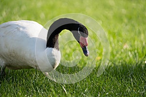 headshot close up of a black neck swan searching for food on a green grass meadow