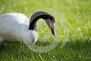 Headshot close up of a black neck swan searching for food on a green grass meadow