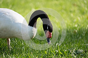 Headshot close up of a black neck swan searching for food on a green grass meadow