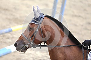 Headshot close up of a dressage horse during competition event