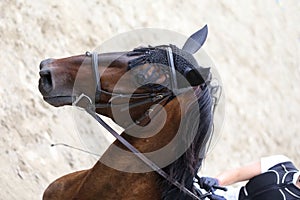 Headshot close up of a dressage horse during competition event