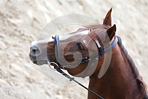 Headshot close up of a dressage horse during competition event